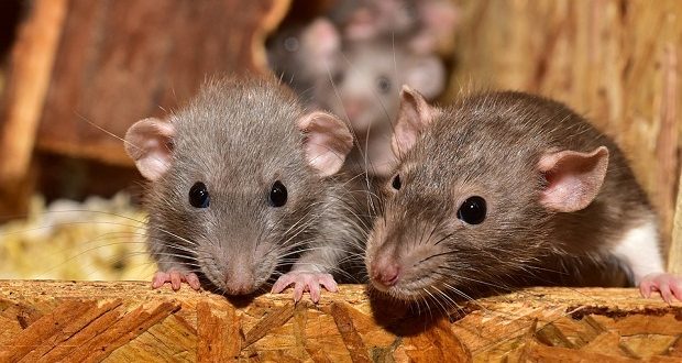 Potkani jsou hlodavci, kteří představují riziko a poškození pro člověka – vědecké a vzdělávací vyhlídky