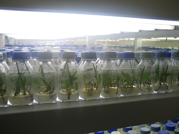 معلومات اجتماعي تخفيض  تقنية زراعة أنسجة نخيل التمر في مختبر زراعة الأنسجة النباتية في الإمارات –  آفاق علمية وتربوية